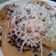 Cooksnap dari Ovie Felicis untuk resep Pancake simple