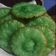Cooksnap dari Nuning Endriani untuk resep 14. Kue Cucur Gula Pasir