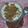 El cooksnap de Daiana Colombo cuando hizo Arroz con leche.