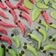 Cooksnap dari ratna ratna untuk resep Caterpillar Cookies (Kue Kering Ulat Hijau)