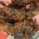 Cooksnap dari Dinni Maharani P untuk resep Jamur kuping crispy