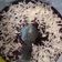 Cooksnap dari Isme Wannabe untuk resep Brownise kukus dg takaran Sendok