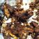 Cooksnap dari Hety Priscilla untuk resep Iga Babi Oven