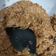Cooksnap dari Danni Moerdono untuk resep Oatmeal Raisin Cookies