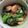 Cooksnap dari ꦄ untuk resep Pockcoy Udang Saus Tiram
