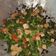 Cooksnap dari Eny Kusuma untuk resep Ilu ilu saus Tiram