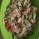 Cooksnap dari Adelina Wiyono untuk resep Tumis pedas sayur jagung, brokoli, jamur tiram dan bakso