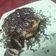 Cooksnap dari Mike Julianita untuk resep Pancake pisang