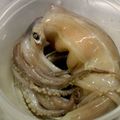 Chi Chieko's cooksnap of when they made How To Clean Squid - You Can Eat The Legs and Liver, Too!.