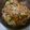 Cooksnap dari Wahyu Hesti untuk resep Tofu Brokoli Jamur Udang Saus Tiram