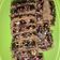 Cooksnap dari Babahmamanya Andikhaahmad Apriliansyah untuk resep Brownies ekonomis jual 1000
