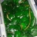 Cooksnap dari Erna Yupa untuk resep Manisan kolang Kaling hijau pandan uwuuww🤩