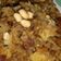  Chef Richa pathak. का कुकस्नैप जब उन्होंने चटपटी साबूदाना खिचड़ी (chatpati sabudana khichdi recipe in Hindi) बनाया था।