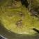Cooksnap dari ellyta prihanti untuk resep Ayam bumbu opor