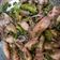 Cooksnap dari AldhaFitria untuk resep Cumi cabe ijo ala Susan