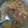Cooksnap dari Shiezqa Chiqa untuk resep Tongseng ayam