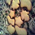 ladypoo's cooksnap of when they made sugar cookies.