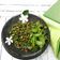 Cooksnap dari Dwi W untuk resep Pencok kacang panjang