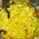 Cooksnap dari Putri Pratiwi untuk resep Usus ayam bumbu kuning