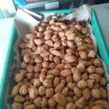 Cooksnap dari UmyAna untuk resep Biji ketapang empuk renyah
