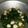 Cooksnap dari Enviar Neevyarintika untuk resep Tumis Kangkung