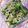 pamelarochelle's cooksnap of when they made Cucumber Salad Top Peanut.