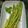 Cooksnap dari Sukma_Cuisine untuk resep Pan seared asparagus