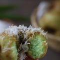 Cooksnap dari Hes Hidayat untuk resep Donat Klepon