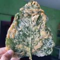Cooksnap dari Vivi Lestari untuk resep KERIPIK BAYAM Kesat Super Kriuk