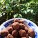 Cooksnap dari Delyla Adjam untuk resep Bola-bola Marie
