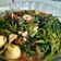 Cooksnap dari Frindina Dwi untuk resep Tumis Kangkung feat Telur puyuh