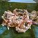 Cooksnap dari Oliveia Faizin untuk resep 252) Pepes Tahu Jamur Tiram