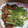 El cooksnap de Jesus Cuñado Fernandez cuando hizo Puerros confitados con panceta y pesto de rúcula y pistachos.