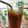 Cooksnap dari Yusra Sfa untuk resep Coffee Latte Lemonade