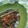 Cooksnap dari hari prastowo untuk resep Cumi hitam empuk