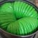 Cooksnap dari aldila shawal untuk resep Wool Roll Bread Kukus (Takaran Sendok)