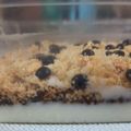 Cooksnap dari Ika Ariesta Dwijoseno untuk resep Cheesecake Simple 5 Bahan (No Bake No Mixer)