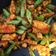 Cooksnap dari claudi debo untuk resep Tumis Buncis Tempe Pedas