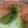 Cooksnap dari Santika Marwan untuk resep Bolu Pandan (Sponge Cake Pandan) Panggang