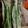 Rafael Sanches's cooksnap of when they made Sous Vide Asparagus With A Creamy Mustard Sauce.