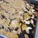 Cooksnap dari Andi Purnama untuk resep Bolu Nangka Panggang Ekonomis