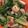 Korie Aiken's cooksnap of when they made Pesto Pasta Salad.
