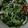 Cooksnap dari Dewi "Uwhie" untuk resep Tumis Kangkung Saus Tiram