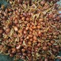 Cooksnap dari yaya😍😘 untuk resep Teri Medan kacang tanah balado