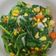 Cooksnap dari Ria untuk resep Tumis Daun Kale