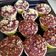 Cooksnap dari Muri Harum untuk resep Banana Choco Muffin