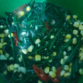 Cooksnap dari yusni amalia untuk resep Oseng Sayur Pakis Sederhana