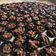 Cooksnap dari renita untuk resep Cookies Kacang Coklat Khas Lebaran simple no ribet