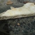 El cooksnap de malupe cuando hizo Tarta de atún!.