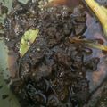 Cooksnap ila semasa beliau membuat Daging Masak Hitam.